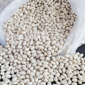 Venta al por Mayor de Frijoles Rojos Orgánicos Secos en Empaque a Granel de 25 kg, Nueva Cosecha de Alemania - Product Image 5