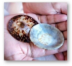 Fournisseur de coquilles à patelle Coquillages à patelle et Coquillages d'allaitement dans le monde entier - Product Image 1
