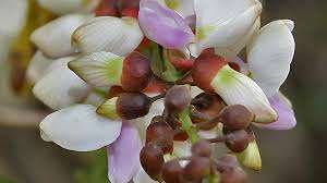 Pongamia Pure Huile Essentielle Pour Le Corps Hydratante Pressée À Froid Aux Extraits De Plantes Arbre À Thé Menthe Poivrée Lavande Eucalyptus Orange - Product Image 2