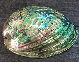 <b>Abalone</b> <b>Shells</b> For Stylish Bohemian Room Accents <b>Abalone</b> <b>Shells</b> Great For Natural Home Interiors - Product Image 6