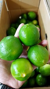 Citron vert sans pépins de qualité supérieure, toutes tailles, ingrédient essentiel pour de nombreux plats, au prix le plus bas - Product Image 4