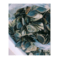 Alta calidad Murex Operculum Seashell Abalone Shell Limpet Murex Operculum Snail Shell con precio barato de Vietnam para el comprador