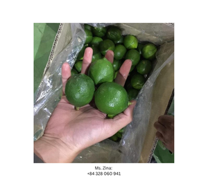 Limón Verde Natural Fresco Sin Semillas, Cítrico Verde de Vietnam, Suministro Global de Limón Verde Sin Semillas - Product Image 5