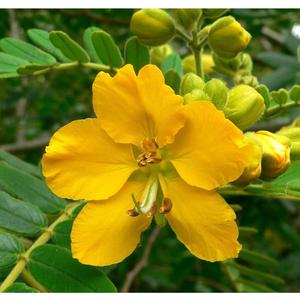 Fournisseur en gros de feuilles de séné pour les produits nutritionnels, les aliments fonctionnels, les thés et les utilisations cosmétiques, disponible au prix d'usine en provenance d'Inde - Product Image 2