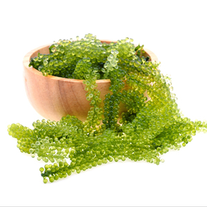 Uva marina seca verde Fabricación de grado premium en las algas marinas más vendidas de Vietnam - Product Image 1