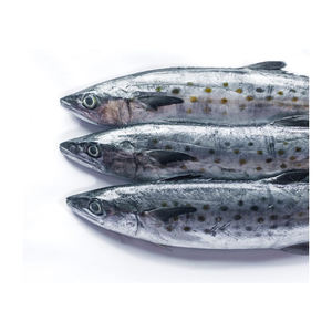 Prix d'usine, maquereau espagnol de haute qualité, grade A, surgelé, faible en glucides et en sucre, services OEM/ODM pour les programmes d'approvisionnement en gros - Product Image 4