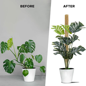 Kit de 4 poteaux en mousse plastifiée avec attaches et étiquettes, en stock aux États-Unis, pour support de plantes d'intérieur (Monstera), prêt à être expédié - Product Image 1