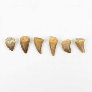 Vente en gros de dents de mosasaures authentiques, fossiles naturels de reptiles marins du Crétacé, spécimens de dents fossiles en vrac - Product Image 2