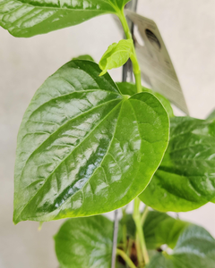 Produsen Daun Kelor Vietnam yang Terpercaya