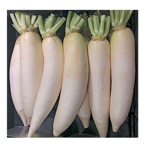 Rábanos Frescos de la Mejor Calidad, Orgánicos, en Oferta, Vegetales Crucíferos - Product Image 4