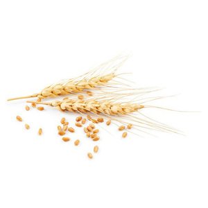 Cereal de trigo integral de primera calidad grano de trigo para consumo humano - Product Image 5