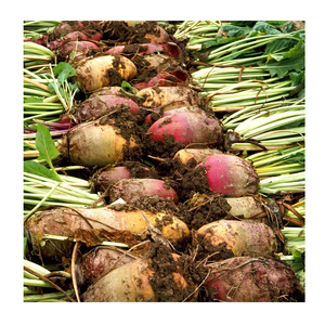 Remolacha azucarera fresca al por mayor, productos agrícolas en venta - Product Image 5