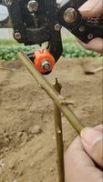 2-in-1 ambidexter tuinsnoeischaar en -plantenmes voor het snoeien van planten, zaailingen, takken, ranken, fruitbomen, met schaarfunctie