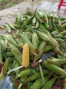 MAÏS CONGELÉ JAUNE ROI: MAÏS SUCRÉ CONGELÉ IQF, PRIX BON MARCHÉ, VENTE EN GROS DE L'USINE DU VIETNAM. - Product Image 1