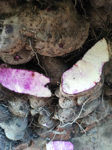 Trozos de ñame morado congelado de Vietnam, rebanadas IQF, grado de exportación, ñame dulce directo de fábrica de Vietnam, venta al por mayor OEM listo - Product Image 6