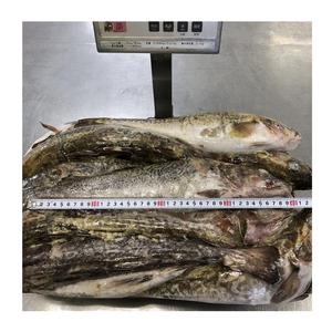 Filetes de Bacalao Atlántico Congelados Orgánicos de Primera Calidad, al Mejor Precio al por Mayor, envasados al Vacío, Envío Rápido - Product Image 3