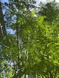 Poudre de moringa biologique exportée du marché Vietnam - Product Image 5