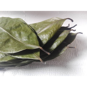 Hojas de Guanábana orgánica | Hojas de Graviola de primera calidad | Lo mejor para el té de Guanábana | Cosechado salvaje, secado al sol natural - Product Image 5