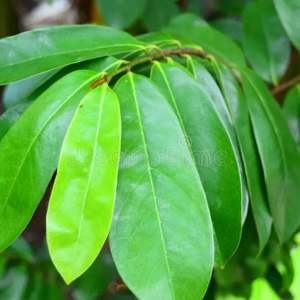 Vietnam Export Dried and Standard <b>Guava</b> Leaves DRY <b>GUAVA</b> LEAVES, 100% - Product Image 3