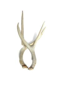 เขากวางแดงทั้งตัวพร้อมเขากวางเครื่องประดับจำนวนมาก - Product Image 2