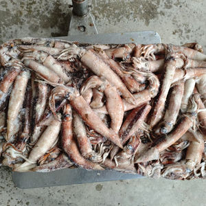 Calmar surgelé IQF de qualité standard, provenant d'Afrique du Sud, avec une durée de conservation de 12 mois - Product Image 1