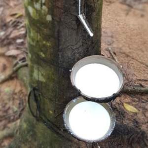 Latex HA Liquid 60%-Materia Prima para guantes y adhesivos, fabricante vietnamita de confianza - Product Image 4