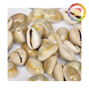 Coquillages de cauri naturels | Prix de gros pour les créateurs de bijoux et les amateurs de décoration | Coquillage de vente chaude 2025 - Product Image 4