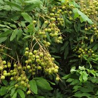 Premium kwaliteit Vietnamese verse longan - zoet tropisch fruit voor export, verpakt in plastic zakken (2-12kg), 2 weken houdbaarheid