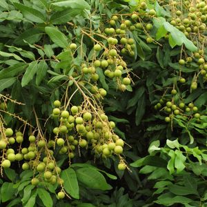 Premium Quality Vietnam Fresh Longan - <b>Sweet</b> Tropical Fruit for Export - Product Image 2