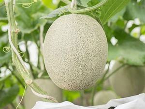 Melón Fresco de Melón Melón Verde Originario de Vietnam Cultivado en Invernadero 100% Orgánico Calidad Premium Vida Útil 60 Días Almacenamiento en Frío y Seco - Product Image 5