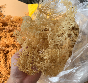 Bonne qualité Algues Irishmoss Seamoss Jamaïque eucheuma cottonii de Ninh Thuan mer Vietnam/ Serena - Product Image 6