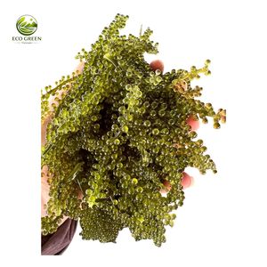 Umidibúdo de Alta Calidad, Uvas de Mar Deshidratadas, Caviar Verde, Algas Frescas Saladas de Vietnam, Venta al por Mayor a Granel, Precio de Fábrica - Product Image 3