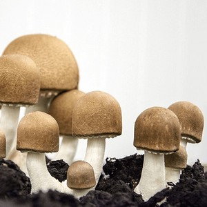 Agaricus Blazei Origine Vietnam Prix bon marché de Agaricus Blazei Agaricus Blazei Fresh - Product Image 3