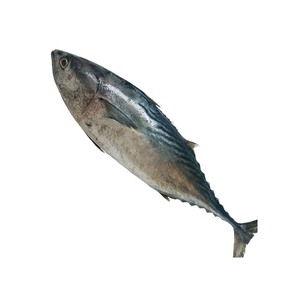 Atún congelado de alta calidad capturado en aguas profundas, fresco congelado y empaquetado para mercados de exportación - Product Image 3