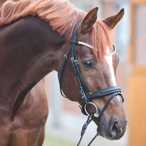 Everness Bridle Dressage Western Headstall Anatomique Anatomique Snaffle Hunter Saisonnier - Product Image 6