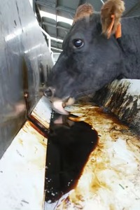 MELAZA CAÑA DE AZÚCAR AHORA PARA DISFRUTAR DEL DELICIOSO SABOR Y LOS BENEFICIOS PARA LA SALUD HACER ALIMENTOS PARA ANIMALES - Product Image 4