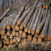 Grumes de bois de chêne de qualité supérieure et grumes de chêne hêtre épicéa de diamètre disponibles pour une livraison rapide à des prix de gros bon marché