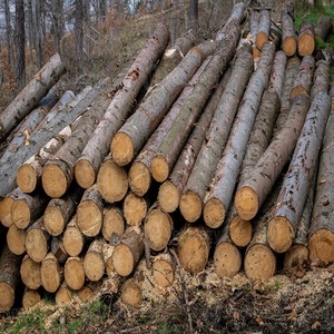Premium Quality Oak Wood <b>Logs</b> and Oak Beech Spruce <b>Logs</b> in Diameter Available for Fast Delivery at <b>Cheap</b> Wholesale Prices - Product Image 4
