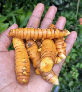 Vous cherchez à importer le curcuma séché en vrac? Le Vietnam est votre meilleure source de qualité et de prix. - Product Image 4