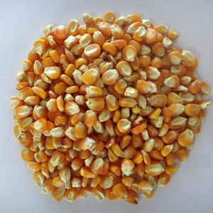 Exportación a Granel de Fruta de la Pasión Amarilla de Alta Calidad, Sin OMG, Conservada en Vinagre, Entera, 18-20cm, Deliciosa y Fresca para Venta al por Menor e Industrial - Product Image 6