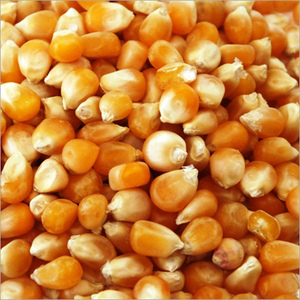 Maïs blanc séché de qualité supérieure, récolte 2025 - Product Image 2