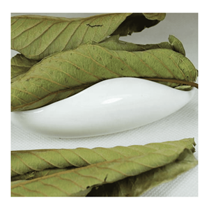 Hojas de guayaba secas de calidad, procesadas para la elaboración de té y bebidas, procedentes de Vietnam. - Product Image 6