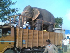 ESTATUAS DE ELEFANTE DE FIBRA DE VIDRIO DE TAMAÑO REAL ESTATUAS DE POLIRESINA ESCULTURA DE ELEFANTE - Product Image 2