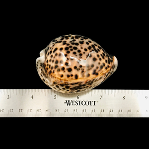 เปลือกหอยเสือ (2) -มันวาวและบริสุทธิ์ - Product Image 5