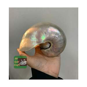 NAUTLUS SEASHELL PREMIUM AUTHENTIQUE NATUREL COQUILLE DÉCORATIVE VIETNAM VRAC VENTE EN GROS FOURNISSEUR QUALITÉ D'EXPORTATION OEM - Product Image 5