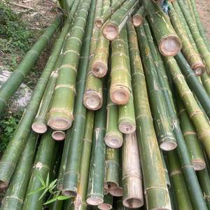 Postes de bambú tratado para construcción de arquitectura | Bambú estructural de gran diámetro | Fabricante personalizado - Product Image 5