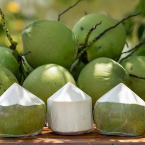 Pulpa de coco tailandesa fresca de primera calidad, naturalmente dulce e hidratante, repleta de electrolitos para un sabor refrescante de Tailandia - Product Image 6