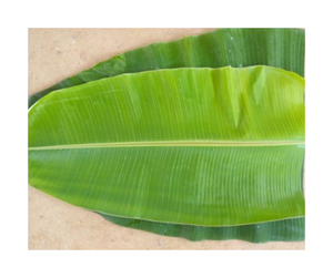 Hojas de Plátano Congeladas de Vietnam en Venta, Hojas Verdes Frescas al por Mayor para Cocinar, Listas para Exportar - Product Image 6