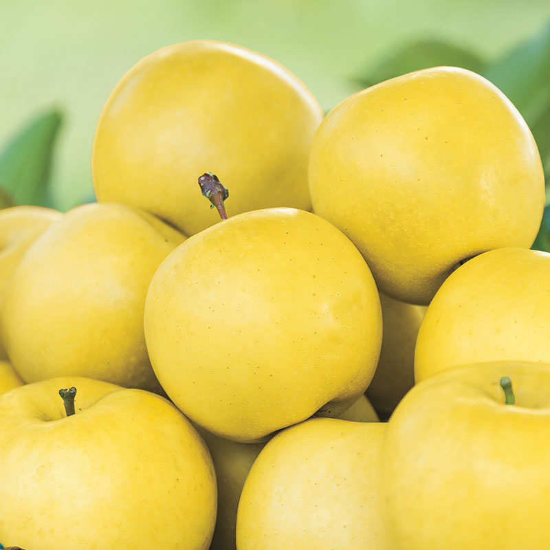 Fresh Quality Apples Golden Delicious and Jazz apples