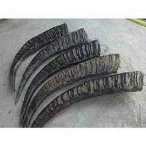 Punta de Cuerno Natural Pulida de Alta Calidad - Cuerno de Buey/Vaca, Natural y Duradero - Product Image 2